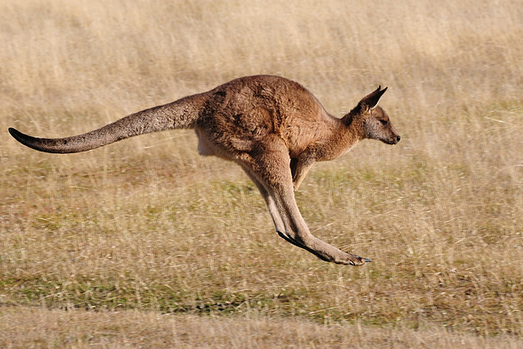 Forester kangaroo, Narawntapu National Park