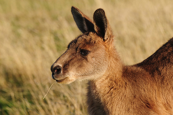 Forester kangaroo, Narawntapu National Park