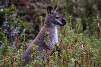 Bennett's wallaby, Cradle Mountain-Lake St. Clair National Park