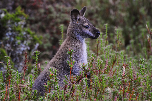 Bennett's wallaby, Cradle Mountain-Lake St. Clair National Park