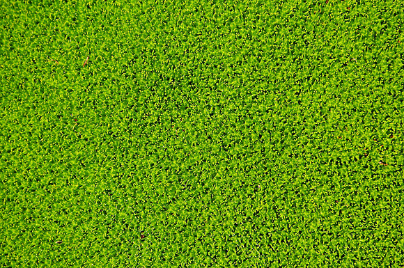 Cushion plant close-up, Walls of Jerusalem National Park