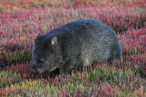 Wombat, Narawntapu National Park