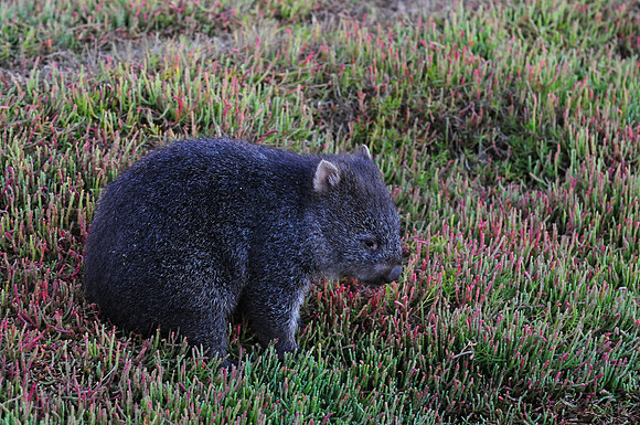 Wombat joey, Narawntapu National Park