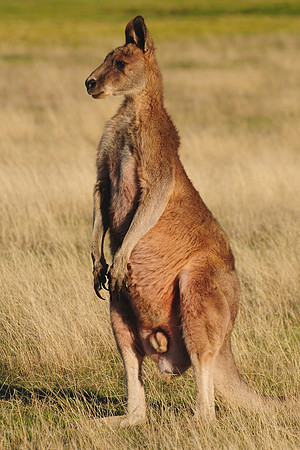 Forester kangaroo, Narawntapu National Park