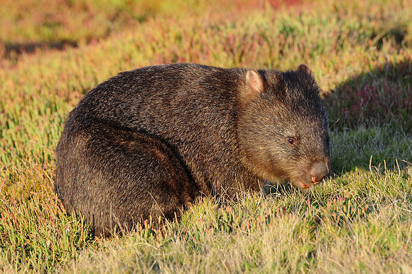 Wombat, Narawntapu National Park
