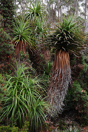 Pandani Grove, Mount Field National Park