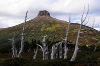 Mount Pelion East and pencil pines, Cradle Mountain-Lake St. Clair National Park