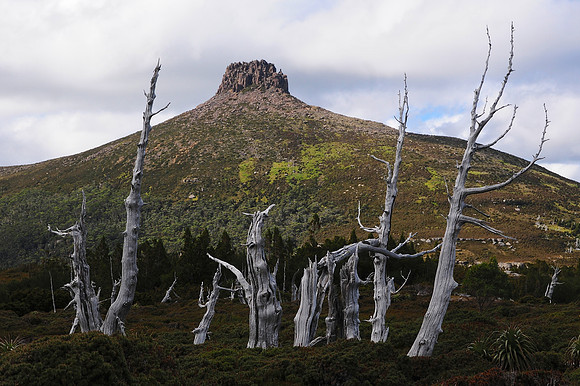 Mount Pelion East and pencil pines, Cradle Mountain-Lake St. Clair National Park