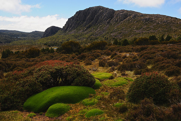 Mount Jerusalem and cushion plants, Walls of Jerusalem National Park
