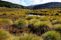 Buttongrass moor near Ronny Creek, Cradle Mountain-Lake St. Clair National Park