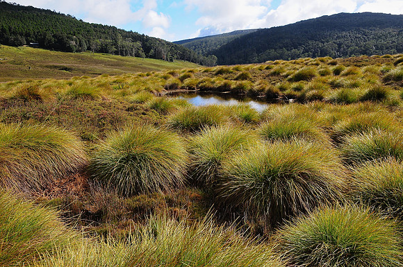Buttongrass moor near Ronny Creek, Cradle Mountain-Lake St. Clair National Park