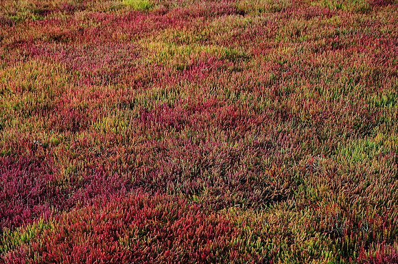 Beaded glasswort, Narawntapu National Park