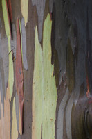 Eucalyptus bark, Cradle Mountain-Lake St. Clair National Park