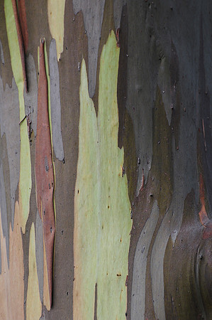 Eucalyptus bark, Cradle Mountain-Lake St. Clair National Park