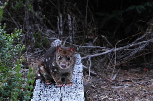Spotted quoll, Franklin-Gordon Wild Rivers National Park