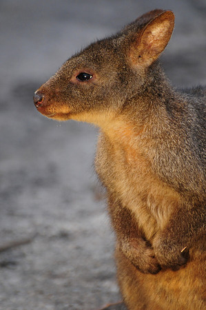 Pademelon, Mount WIlliam National Park