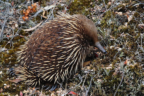 Echidna, Mount Field National Park