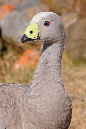 Cape Barren goose, Maria Island National Park