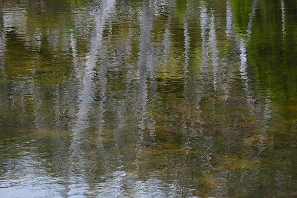 Pencil pines reflected in the Pool of Bethesda, Walls of Jerusalem National Park