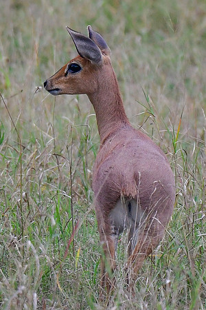 Steenbok