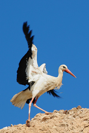 White stork on the wall of the El Badi Palace, Marrakech