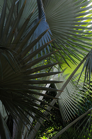 The Majorelle Garden, Marrakech