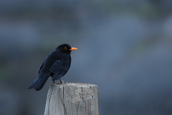 Blackbird in the village of Ait Souka in the Western High Atlas Mountains