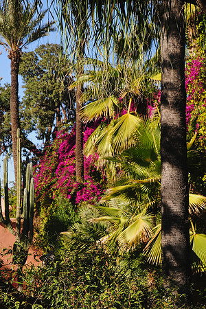 The Majorelle Garden, Marrakech