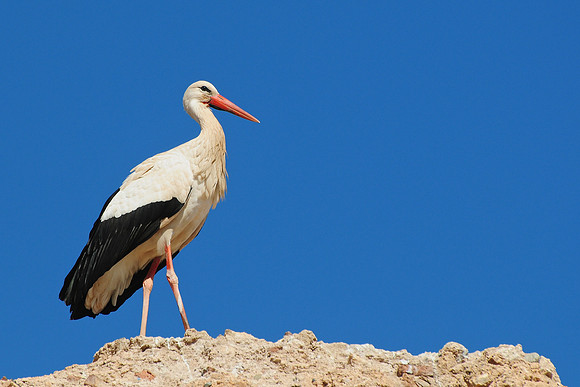 White stork on the wall of the El Badi Palace, Marrakech