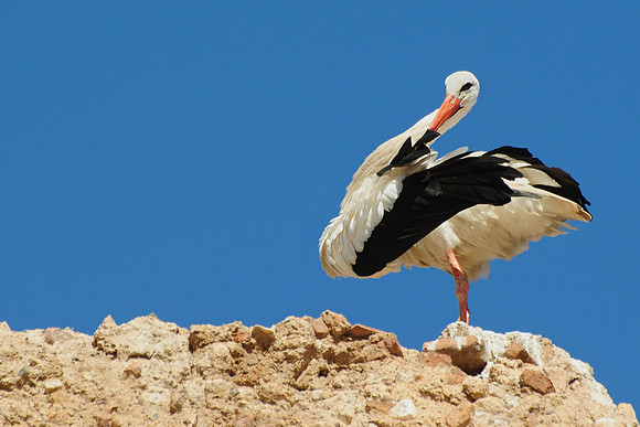 White stork on the wall of the El Badi Palace, Marrakech
