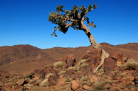 Juniper tree during the ascent of Kouaouch, Jebel Sahro