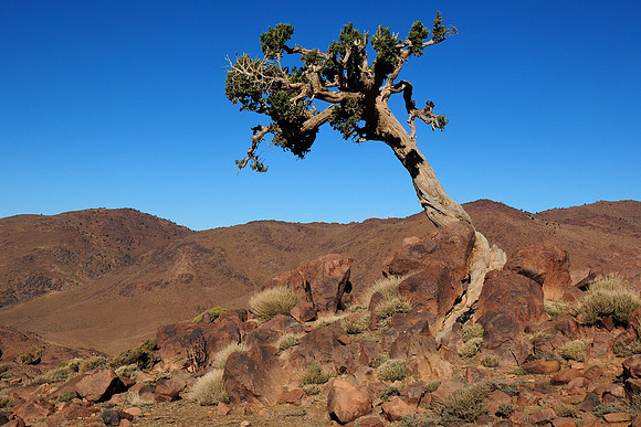 Juniper tree during the ascent of Kouaouch, Jebel Sahro