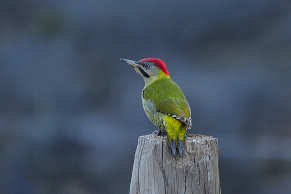 Levaillant's woodpecker in the village of Ait Souka in the Western High Atlas Mountains
