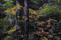 The juniper forest below the Jare La