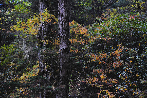 The juniper forest below the Jare La