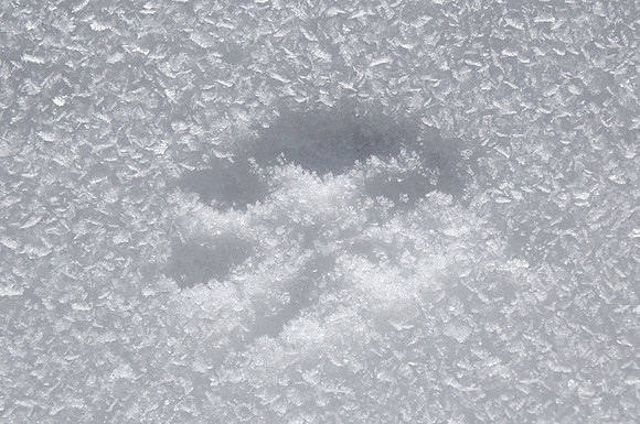 Snow leopard footprint on the Djule La