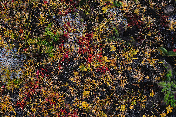 Alpine vegetation near Djundje