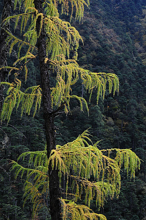 Larch along the Mangde Chhu