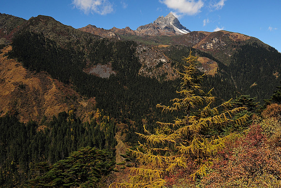 Larch above the Dur Taschu hot springs