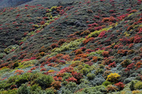 Autumn colours below the Gombu La