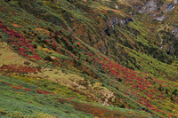 Autumn colours below the Gombu La