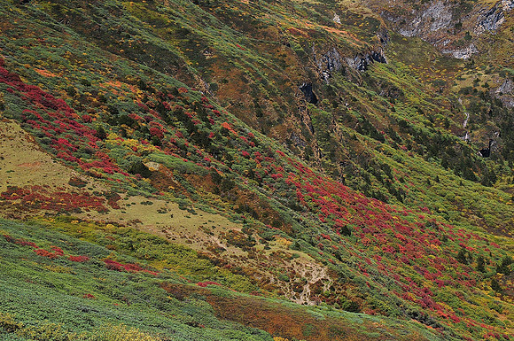 Autumn colours below the Gombu La