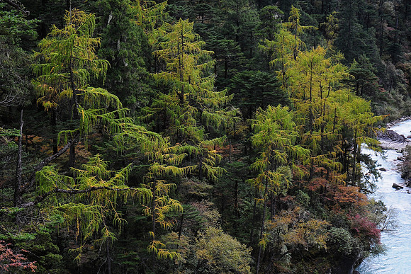 Larch along the Mangde Chhu