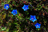 Gentians near the Tsho Phu Lakes
