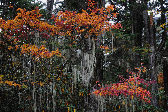 Autumn colours and old man's beard near Tarina