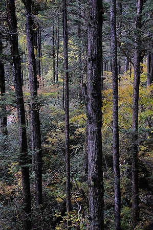 Forest near the Dur Taschu hot springs