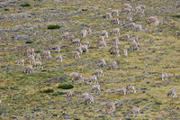Blue sheep near the Nyile La