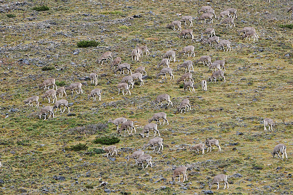 Blue sheep near the Nyile La
