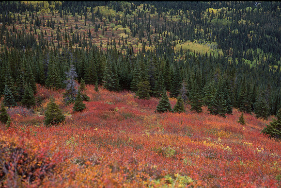 Autumn colours near Gladys Lake