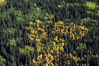 Autumn colours from the air